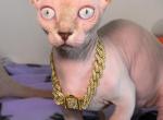 Dwelf sphynx - Bambino Cat For Sale - Miami&comma; FL&comma; US