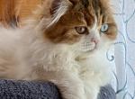 Eliza - Scottish Straight Kitten For Sale - Warwick&comma; NY&comma; US