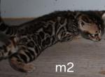 Copper - Bengal Kitten For Sale - Augusta&comma; ME&comma; US