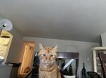 Simba - Domestic Cat For Adoption - Laurel&comma; MD&comma; US