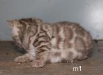 Avalon - Bengal Kitten For Sale - 