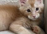 Ethan of Kingdom of Wessex litter - Maine Coon Kitten For Sale - Chandler Heights&comma; AZ&comma; US