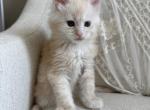 Edwin - Maine Coon Kitten For Sale - Chandler Heights&comma; AZ&comma; US