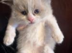 Ariel litter hybrids - Ragamuffin Kitten For Sale - Williamsport&comma; OH&comma; US