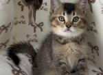 Crown King - Scottish Straight Kitten For Sale - 