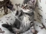 Mimi - Scottish Straight Kitten For Sale - 