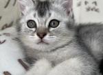 Sofia - Scottish Straight Kitten For Sale - 