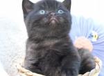 Truffle - British Shorthair Kitten For Sale - Vancouver&comma; WA&comma; US