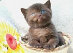 Thorn - British Shorthair Kitten For Sale - Vancouver&comma; WA&comma; US
