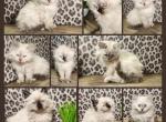Ragdoll Siberian kittens - Ragdoll Kitten For Sale - Eagan&comma; MN&comma; US