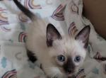 Male Kitten - Siamese Kitten For Sale - Lees Summit&comma; MO&comma; US