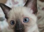 Male Kittens - Siamese Kitten For Sale - Lees Summit&comma; MO&comma; US