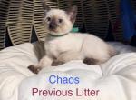 The Cuddle Cloud Litter - Siamese Kitten For Sale - Morristown&comma; NJ&comma; US