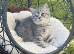Silver Scottish Straight - Scottish Straight Kitten For Sale - Orlando&comma; FL&comma; US