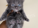 Overseer Hank Polydactyl Blue Smoke - Maine Coon Kitten For Sale - Villa Rica&comma; GA&comma; US