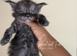 Bud Askins Black Smoke - Maine Coon Kitten For Sale - Villa Rica&comma; GA&comma; US