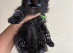 Norm Black Maine Coon - Maine Coon Kitten For Sale - Villa Rica&comma; GA&comma; US
