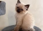 Lea - Siamese Kitten For Sale - Queens&comma; NY&comma; US