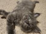 Silver - Maine Coon Kitten For Sale - 