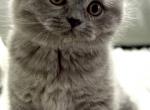 British Shorthair Blue Male - British Shorthair Kitten For Sale - Clearwater&comma; FL&comma; US
