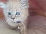 Amora - Ragdoll Kitten For Sale - 