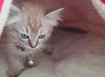 Amadea - Ragdoll Kitten For Sale - 