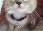 Valentina - Ragdoll Kitten For Sale - Indiana&comma; PA&comma; US