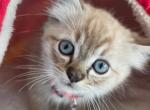 Scarlet - Ragdoll Kitten For Sale - 