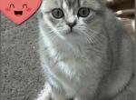 Celina - British Shorthair Kitten For Sale - Matthews&comma; NC&comma; US