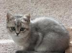 Celina - British Shorthair Kitten For Sale - Matthews&comma; NC&comma; US