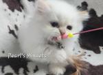 Flint - Minuet Kitten For Sale - Salyersville&comma; KY&comma; US