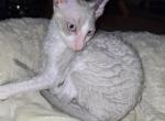 l - Cornish Rex Cat For Sale - Glendale&comma; AZ&comma; US