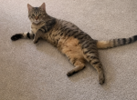 Mimi - Domestic Cat For Sale - Glendora&comma; CA&comma; US
