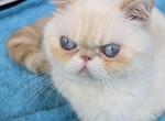 Caesar - Exotic Kitten For Sale - 