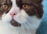 Muscat - British Shorthair Kitten For Sale - 