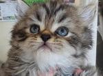 Zeus - Persian Kitten For Sale - Brooklyn&comma; NY&comma; US