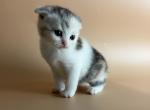 Luna - British Shorthair Kitten For Sale - 