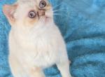 Savannah - Exotic Kitten For Sale - Gurnee&comma; IL&comma; US