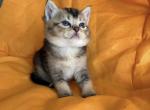 Lucky - British Shorthair Kitten For Sale - 