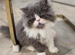 Beautiful Persian boy - Persian Kitten For Sale - Muscle Shoals&comma; AL&comma; US