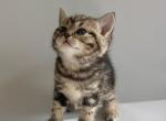 Chloe - British Shorthair Kitten For Sale - 