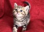 Frida - British Shorthair Kitten For Sale - 