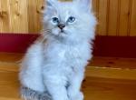 Juliette - Domestic Kitten For Sale - Mankato&comma; MN&comma; US