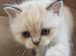 Samurai - Himalayan Kitten For Sale - Brooklyn&comma; NY&comma; US