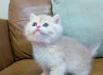 Mia - British Shorthair Kitten For Sale - Basking Ridge&comma; NJ&comma; US