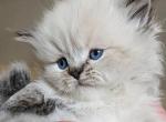 Pegas - Himalayan Kitten For Sale - Brooklyn&comma; NY&comma; US
