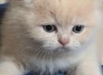 Barsiola - British Shorthair Kitten For Sale - Brooklyn&comma; NY&comma; US