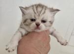 Moonlight - British Shorthair Kitten For Sale - 