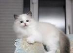 003 - Ragdoll Kitten For Sale - Las Vegas&comma; NV&comma; US