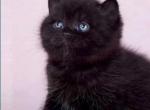 Fiona - British Shorthair Kitten For Sale - Aliso Viejo&comma; CA&comma; US